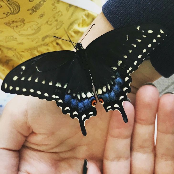 0009695f30a615790cae6345dd