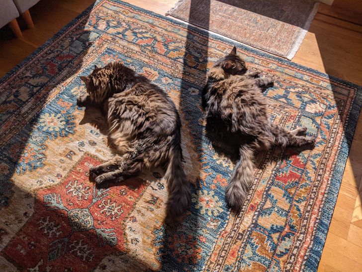 00d0205237a12eabff045e6c33