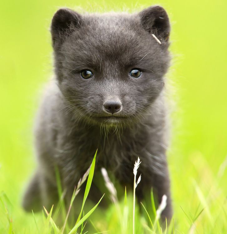 011ca65cdeb6f104cd867c66cc