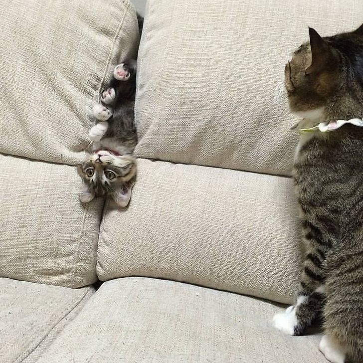 0365ad526982e127eb0309e0a2