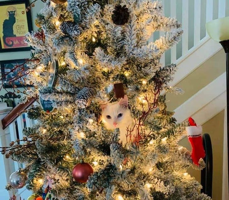 0419fa5e01894799b2fa0360ac