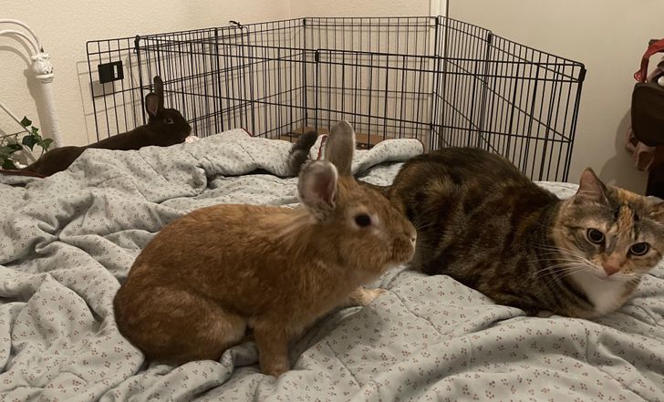 0425bc56c5bb48eab9772ef544