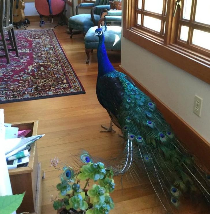 043f1351ada0acff0d45633f44