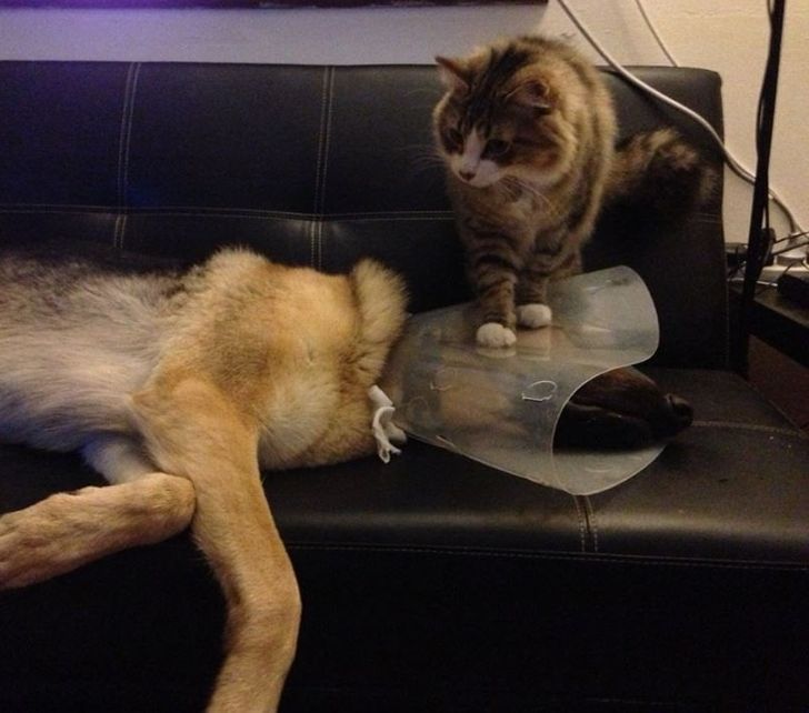 0478bc5d3fb4e209735168b200