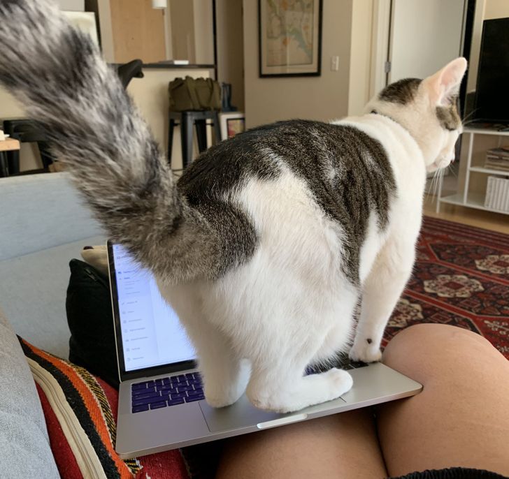 04a6a95adcac183cb218ad239f