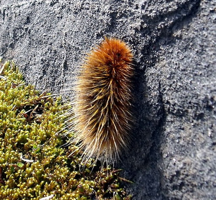 04a6de5ce6a61c54af32e78405