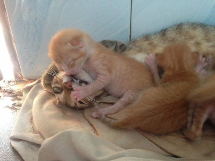 0547c15cfcacef56e9cc77db03