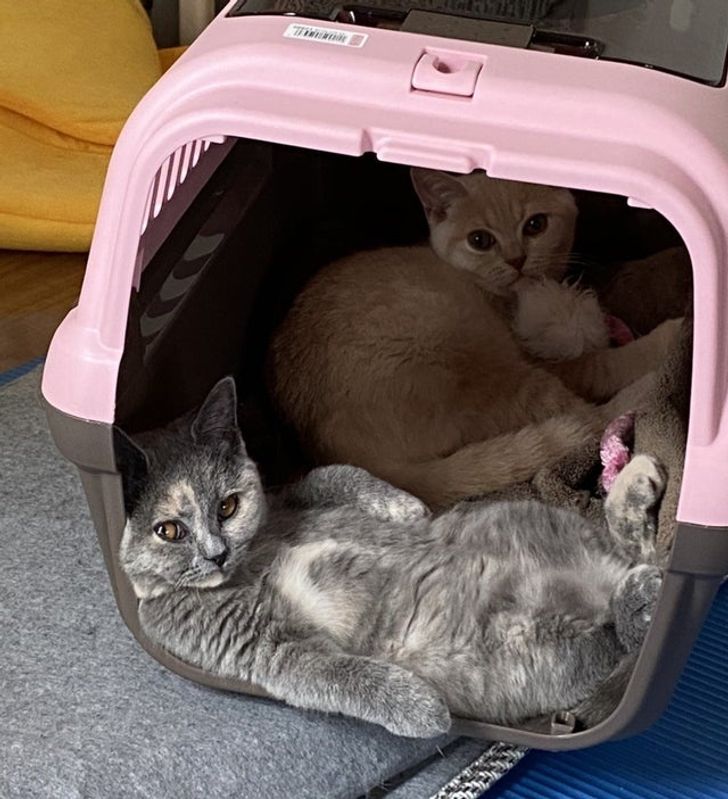 0705d55ce7a2d6c4dfdbbdde75