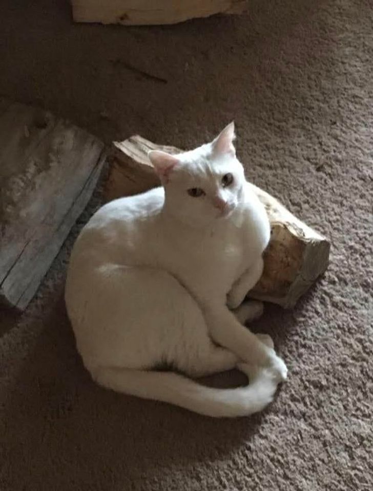 080e3c57c3ae3c007a0319ae3a