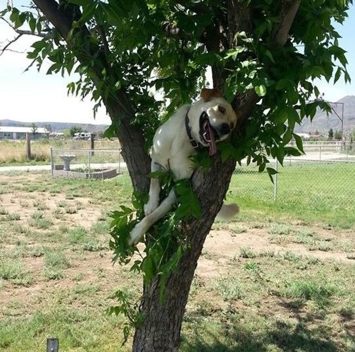 093e0253fd9a27ccdecdb4339a