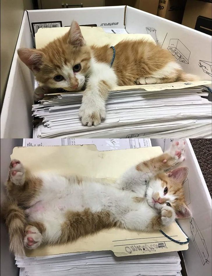 0a1a5a55f59cc7a18effaba54c