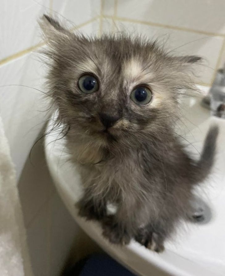 0ab31e5931b247f580a9874a2c