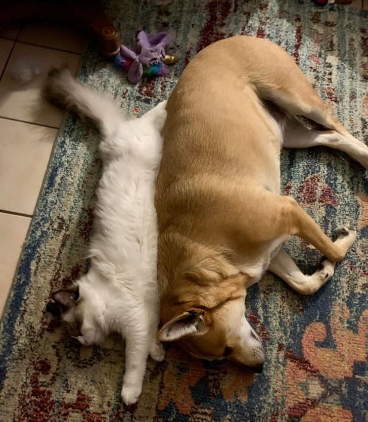 0c4ba15a7aaef18f28baa91008