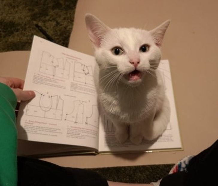 0ce6365e288e3cece690d9f4c5