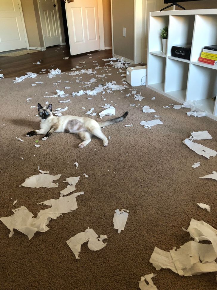 0cfd51543e8a7e69b0bd77fe7a