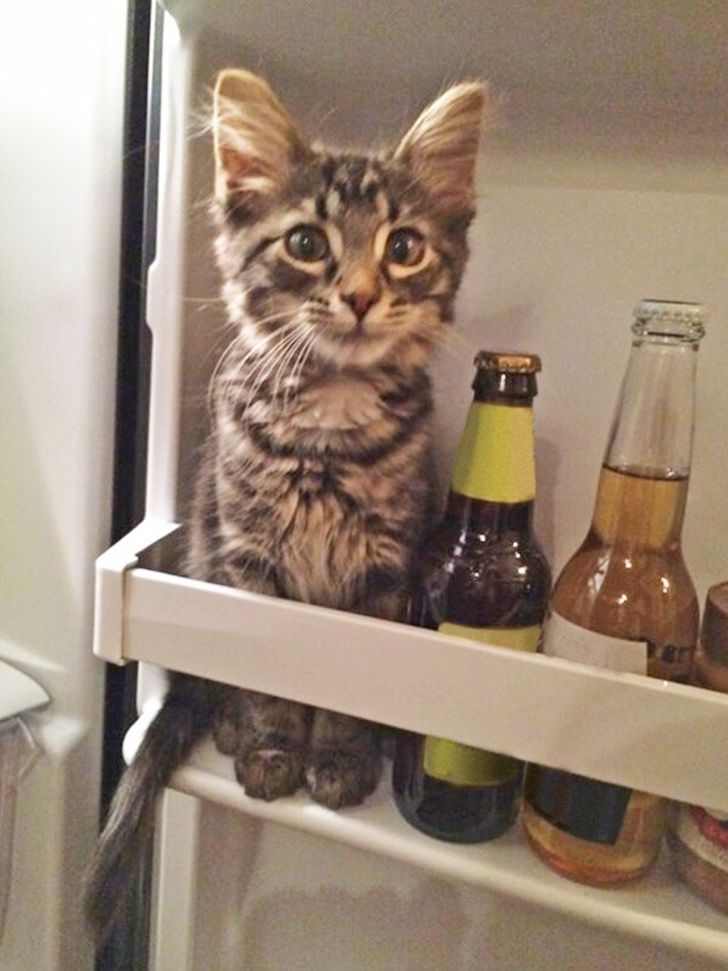 0e03035dcdb514caa135964af7