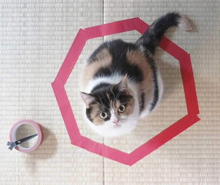 0ed8f15b5c80cc919910d7d0f4