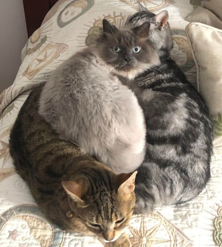 0f62cf51c29ddd220f9bd88306