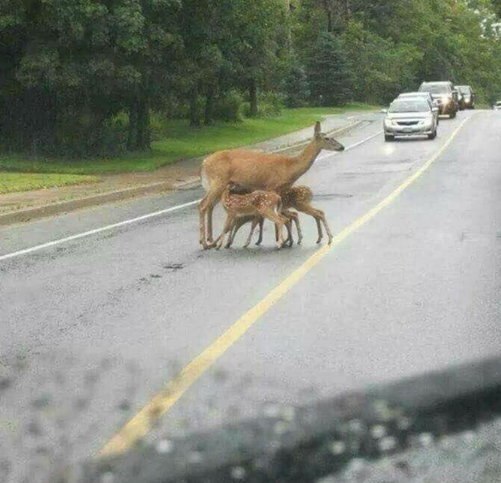 1099b15b189b2733fee3844c95