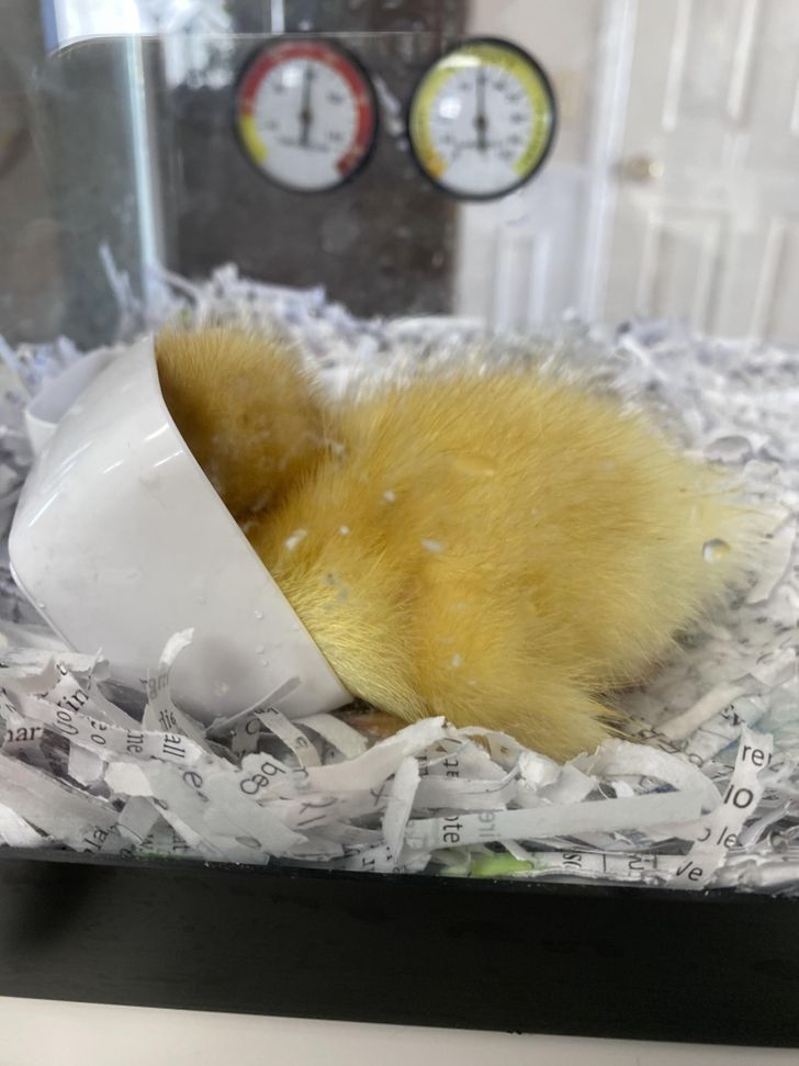 10d9ab559f82e38d8365c93fca