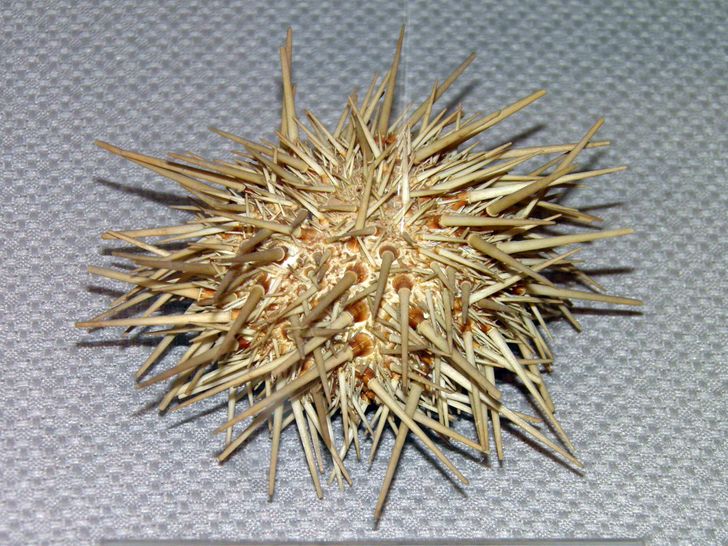 10ef825427bae4304d96ea95f5