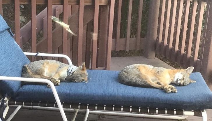 1151825da595cef296e442474f