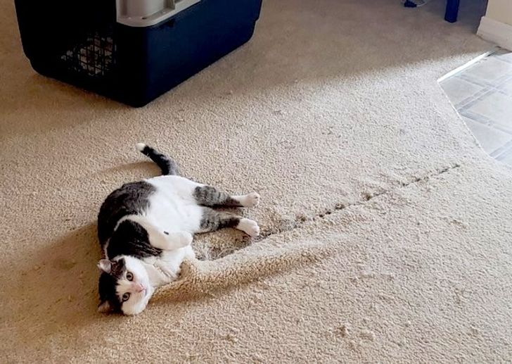 115a8d5f40ad11b2bb673a5e6f