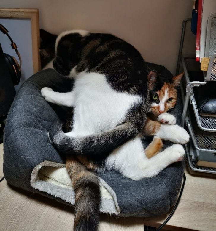 115de550878223e2dd6861d17e