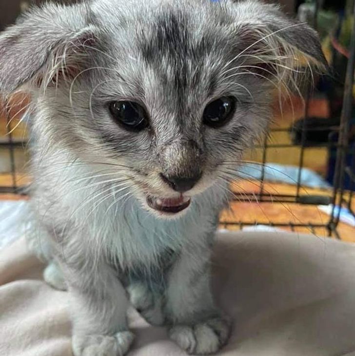 11d12657318c4aeb3d8b5583d5