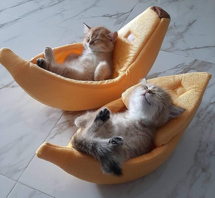 12146b56c2815a6e48417ed3a3