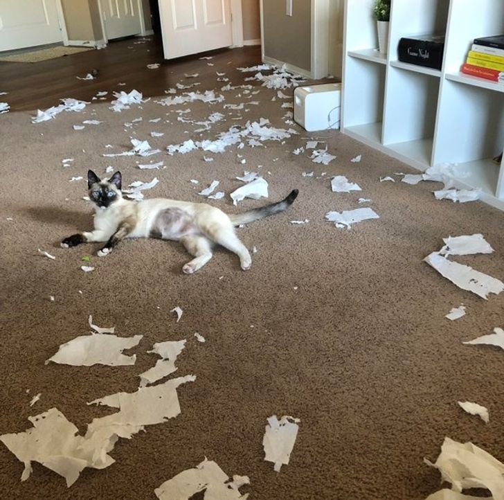 121f905b87a59e7ea08789ced8