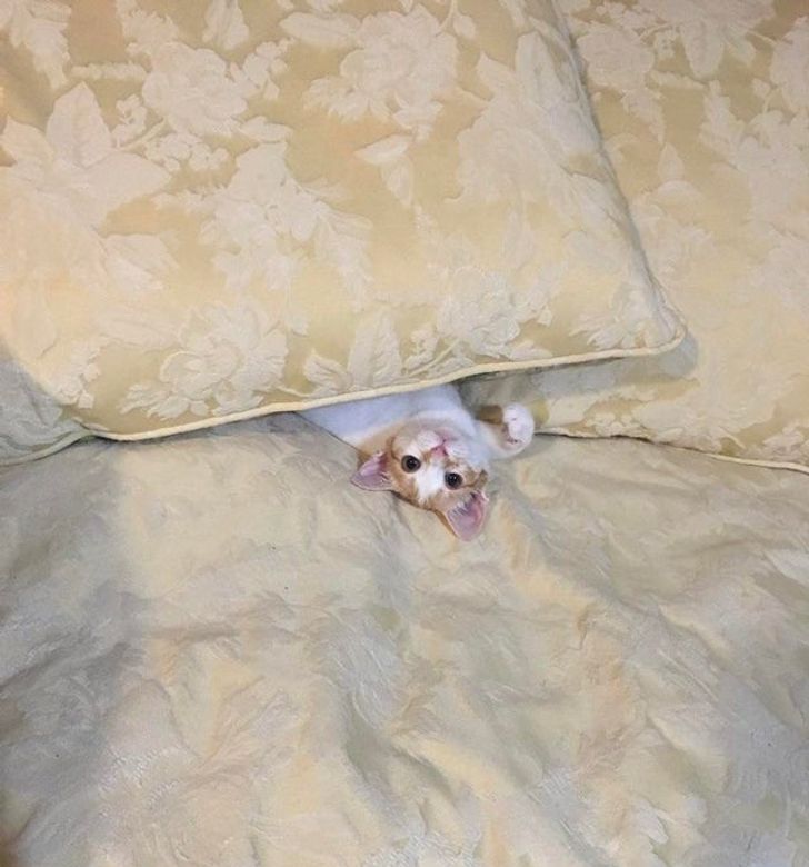 12d79c53cda42a0715971e80e8