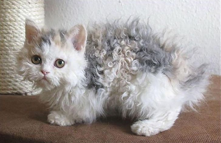 137b1853e1951df0558a28742d