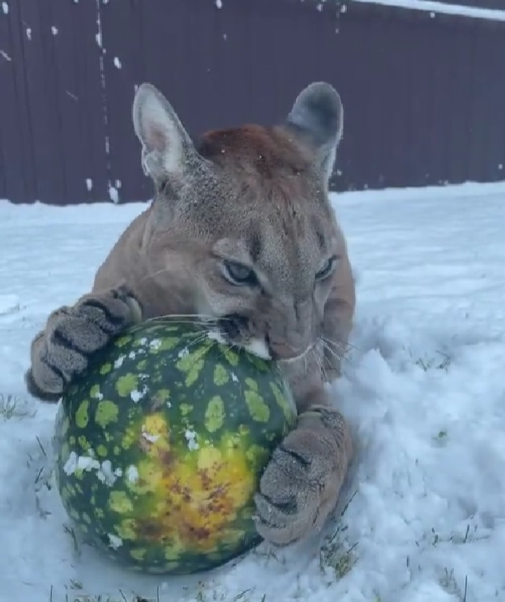 141d3a53b1a56163c1e3323b46