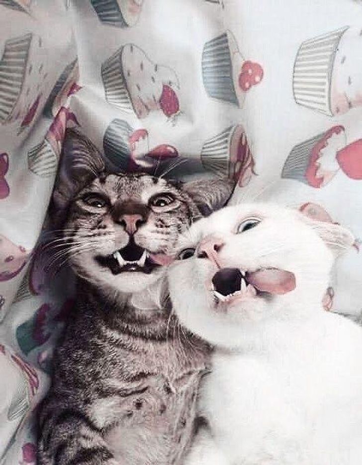 1941f65890a152c2fcf92b2152