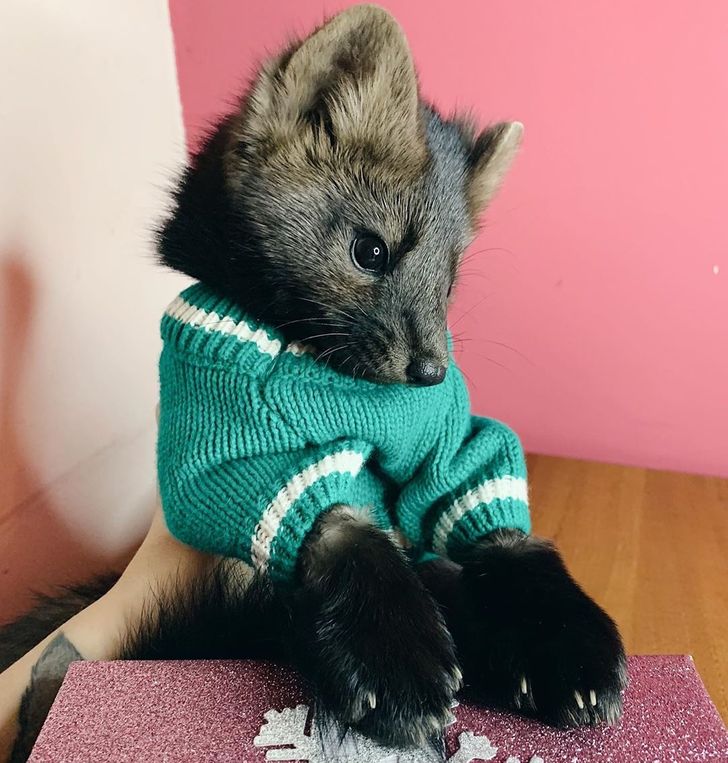 19b7fe57638210098c8378c4d4