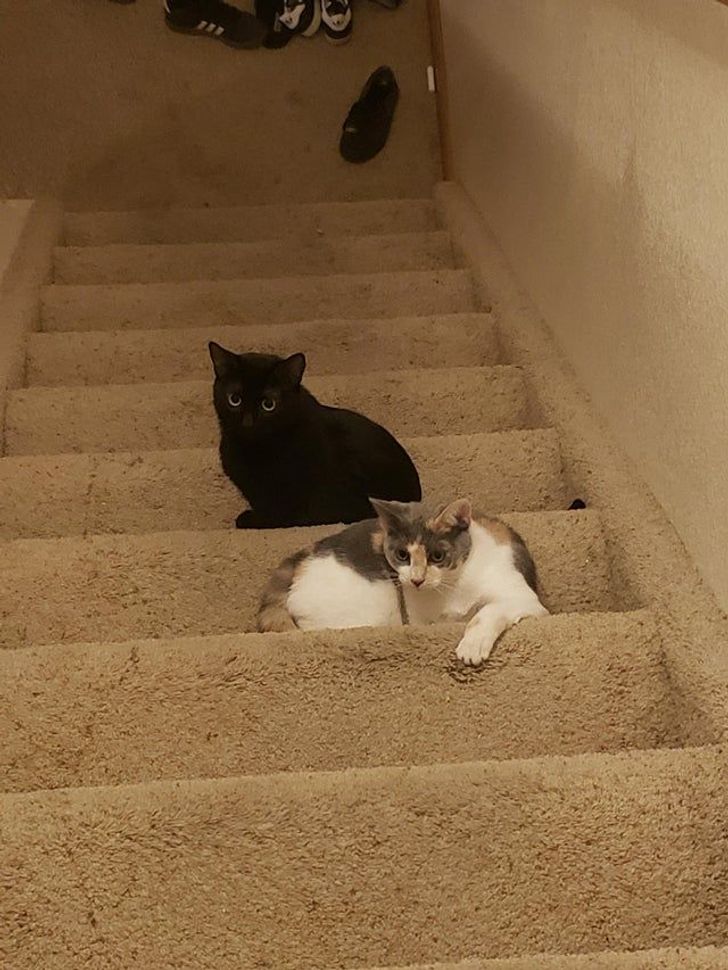 1a06155fcd8e213a4882b9a1fe