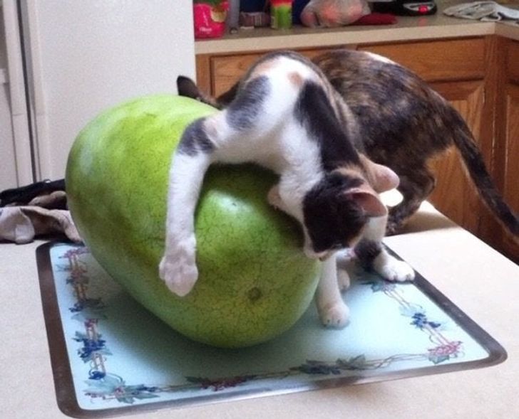 1ab27e5ae1bf89cc9f6897f97e