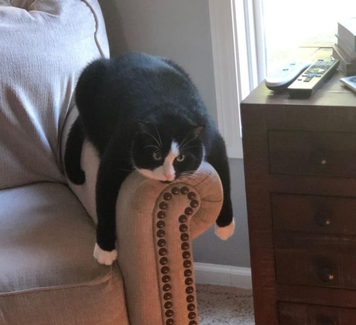 1abf80590f85edfb9f65d893d7