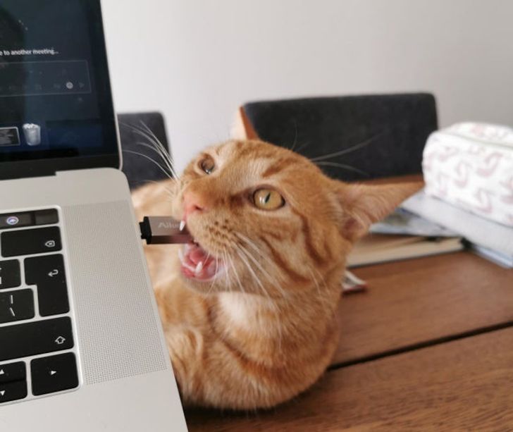 1bd33f5484a122c73fa7c8bf20