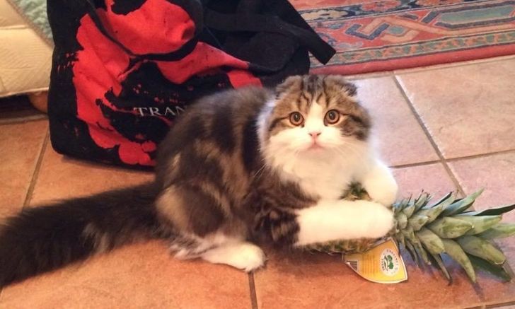 1cc7a65d1eb5a427eb5eba383e