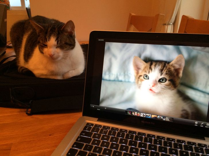 1ce4d0594092a9fd3c4213d233