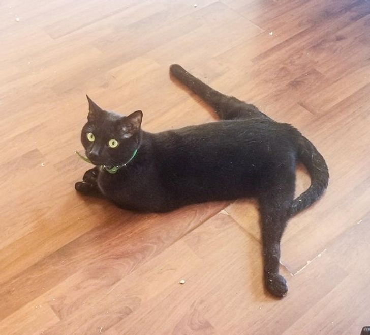 1cf45f5a3b8478851ff89eff29