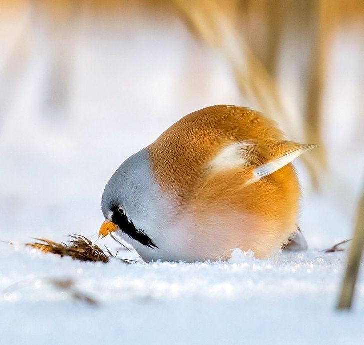 1cf98258c9a2def36ffdb8a007