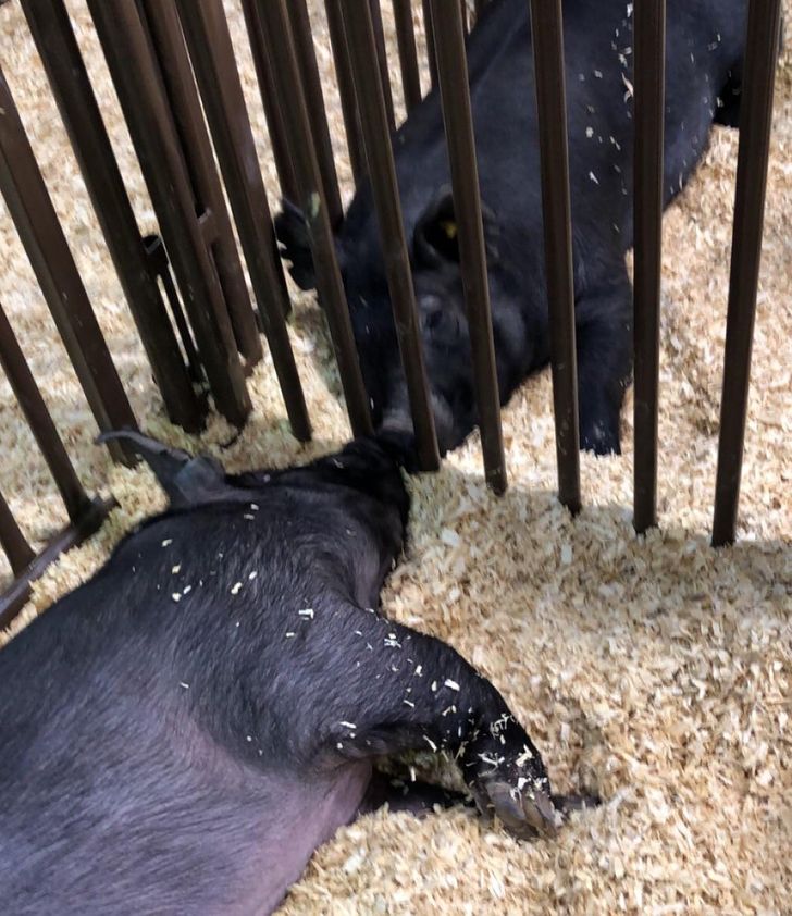 1d9de7514f99b5e47bd1639262