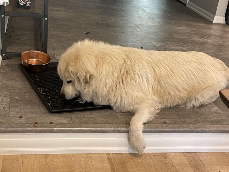 1e280b53619a9af10734bee4c3