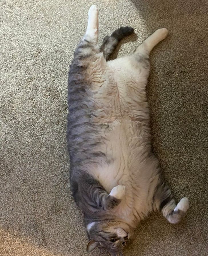 1e87f95a6ab258702421dac4e6