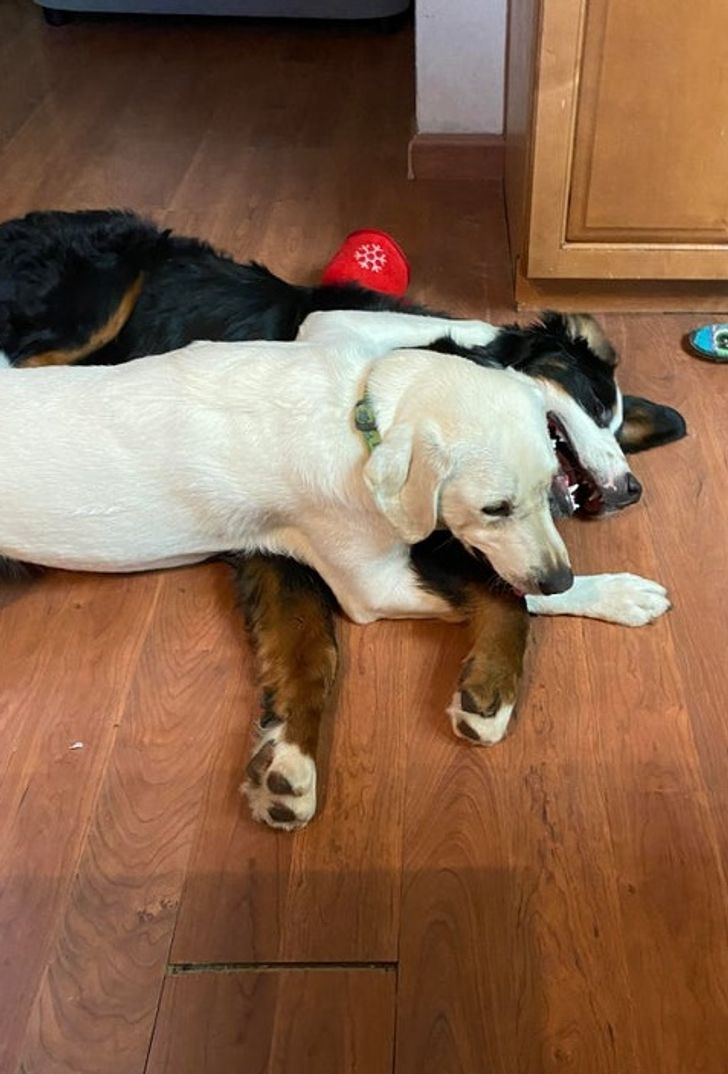 1efce6521ca248a9fc0a7935c8