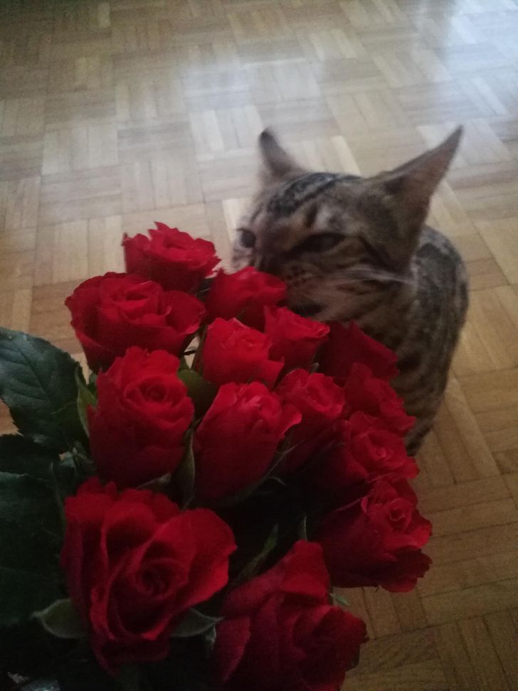 1f96235f6d8cbebe4f681b3ac6