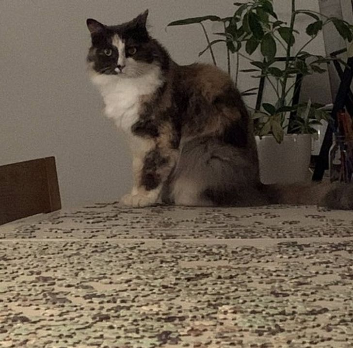 2009455f5b89099f93827aac35